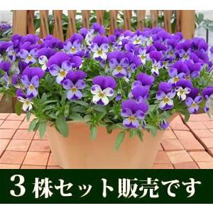 イングリッシュガーデン 苗の商品一覧 通販 Yahoo ショッピング