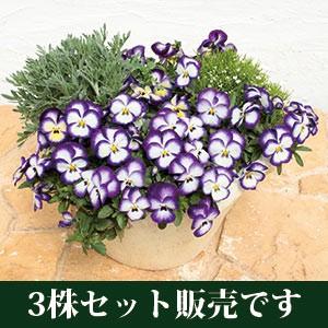 パンジー 虹色スミレ ノーブル ポット苗 3個セット すみれ パンジー ビオラ 苗 イングリッシュガーデン 寄せ植え V84 3 イングの森 花 苗 球根 育て方 通販 Yahoo ショッピング
