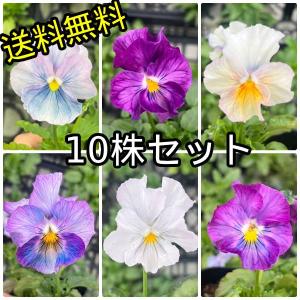 パンジー 花 苗 寄せ植え ラベンダーレース 花ろまん フリルシリーズ