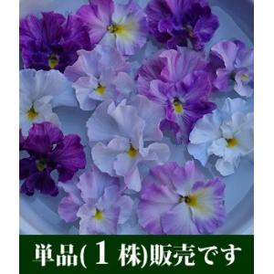 パンジー 花 苗 寄せ植え ラベンダーレース 花...の商品画像