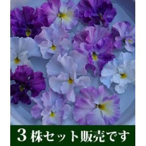 牡丹 花 苗 ボタン 鉢植え 春 連鶴 れんかく 豪華 多弁 八重 半抱え