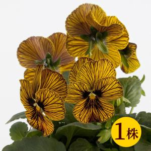 ビオラ 寄せ植えのランキングtop100 人気売れ筋ランキング Yahoo ショッピング