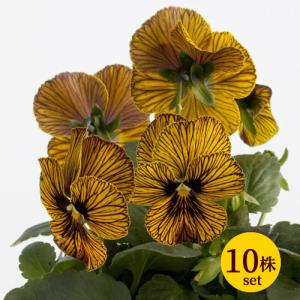 ビオラ 花 苗 タイガーアイイエロー 寄せ植え ...の商品画像