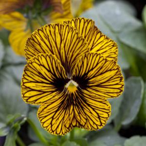 ビオラ 花 苗 タイガーアイイエロー 寄せ植え...の詳細画像1