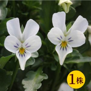 イングリッシュガーデン 苗の商品一覧 通販 Yahoo ショッピング