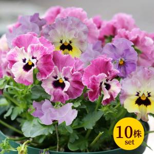 イングリッシュガーデン 苗の商品一覧 通販 Yahoo ショッピング