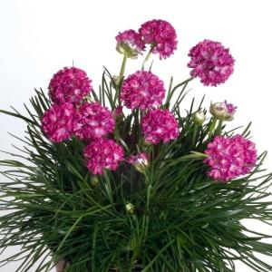 イングの森 花 苗 球根 育て方 アルメリア 冬 春楽しむ Yahoo ショッピング