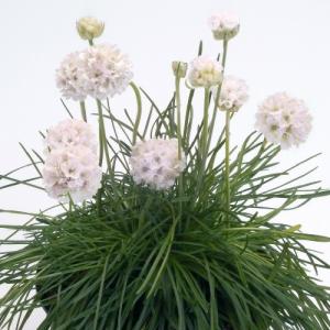 イングの森 花 苗 育て方 アルメリア 冬 春楽しむ Yahoo ショッピング