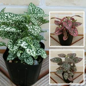 イングの森 花 苗 育て方 ヒポエステス 葉を楽しむ Yahoo ショッピング