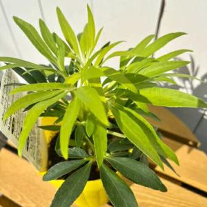 クリスマスローズ開花株 SDプリマヴェーラ 280 現品限り : 金井園芸