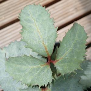 クリスマスローズ 原種の商品一覧 通販 Yahoo ショッピング