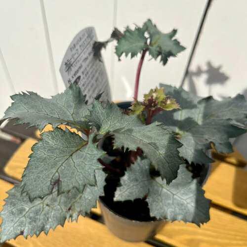 松村ナーセリーさんのカラーリーフ・クリスマスローズ ステルニー ロッキーズ 10.5cmロングポット