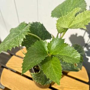 クリスマスローズ 松村ナーセリーさんの希少 2年物 ベシカリウス