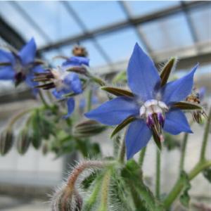 エディブルフラワー 種の商品一覧 通販 Yahoo ショッピング