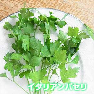イタリアンパセリ 種 ハーブ ジャイアント 約100粒 半耐寒性1 2年草 キッチンハーブ 室内 家庭菜園 おすすめ 日本郵便またはネコポス便 Z S Itariannpaseri イングの森 花 苗 球根 育て方 通販 Yahoo ショッピング