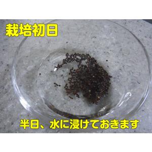 ブロッコリー スプラウト タネ 種 ミニパック...の詳細画像1
