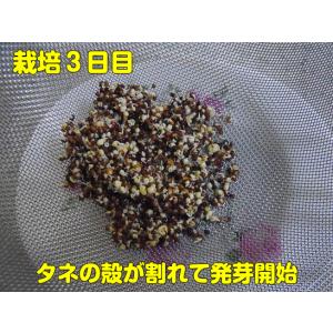 ブロッコリー スプラウト タネ 種 ミニパック...の詳細画像2