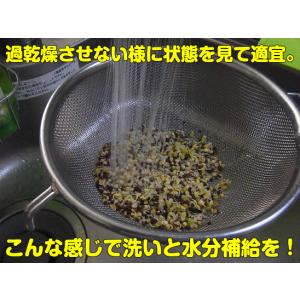 ブロッコリー スプラウト タネ 種 ミニパック...の詳細画像3