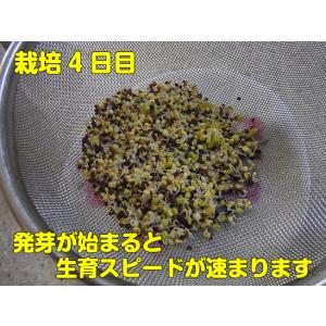 ブロッコリー スプラウト タネ 種 ミニパック...の詳細画像4