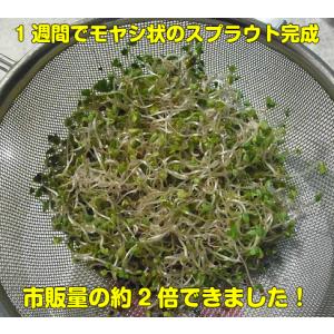 ブロッコリー スプラウト タネ 種 ミニパック...の詳細画像5
