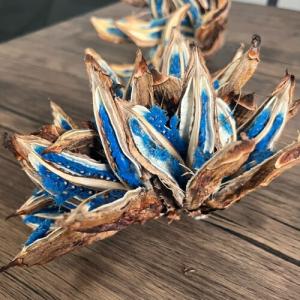 タビビトノキのタネ(旅人の木の種 / 扇芭蕉の...の詳細画像1