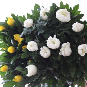 お供えの花　切花　大輪菊10本1,890円　（黄or白をお選びください。）　お盆・お彼岸・お墓参り・お供え花・仏壇のお花・墓花・切花