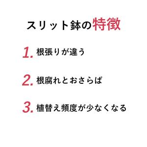 兼弥 6号スリット鉢 懸崖タイプ(グリーン)直...の詳細画像2