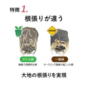 兼弥 6号スリット鉢 懸崖タイプ(グリーン)直...の詳細画像3