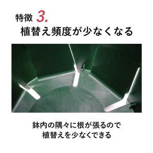 兼弥 6号スリット鉢 懸崖タイプ(グリーン)直...の詳細画像5
