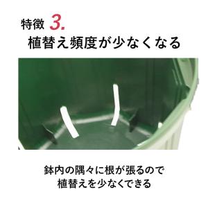 4号スリット鉢(ロングタイプ)直径12cm 3...の詳細画像5