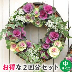 [お得な2回分]中サイズ リース セット 花苗で作る なごみ