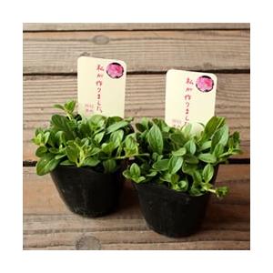 杉井明美の ペチュニア 桃色吐息 3.5号 花苗の詳細画像2