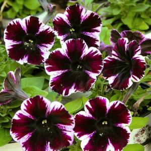 ペチュニア 新品種の商品一覧 通販 Yahoo ショッピング