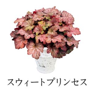 PW ヒューケラ ドルチェ カラーリーフ苗(ツ...の詳細画像1