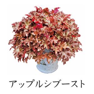 PW ヒューケラ ドルチェ カラーリーフ苗(ツ...の詳細画像2