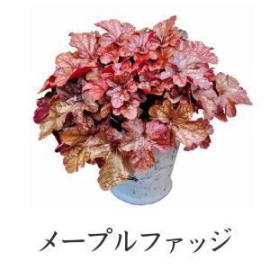 PW ヒューケラ ドルチェ カラーリーフ苗(ツ...の詳細画像4
