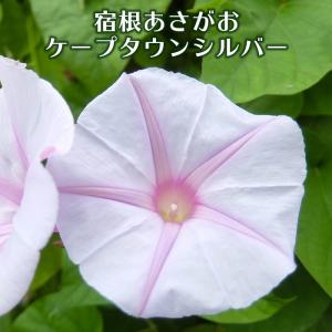 琉球朝顔 苗の商品一覧 通販 Yahoo ショッピング
