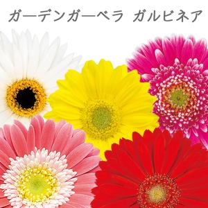 ガーデン ガーベラ ガルビネア 花苗 3号 ロングポット｜hananae