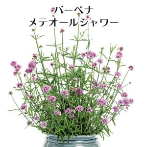 バーベナ メテオールシャワー 花苗 3号｜花苗園芸店なごみ