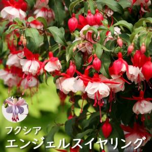 サントリー フクシア エンジェルス イヤリング 3.5号ポット 花苗