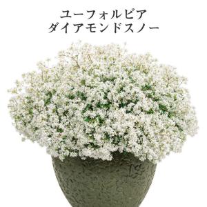 八重咲き ユーフォルビア ダイアモンドスノー 3号 花苗