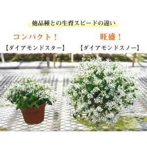 八重咲き ユーフォルビア ダイアモンドスノー ...の詳細画像2