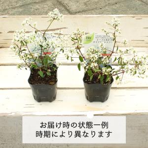 八重咲き ユーフォルビア ダイアモンドスノー ...の詳細画像3