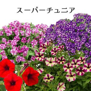 ペチュニア スーパーチュニア 3号 花苗 PW｜花苗園芸店なごみ