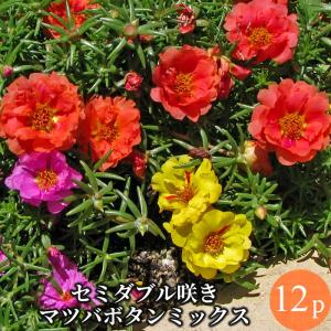 松葉ボタン セミダブル咲き 12ポットミックス 花苗セット