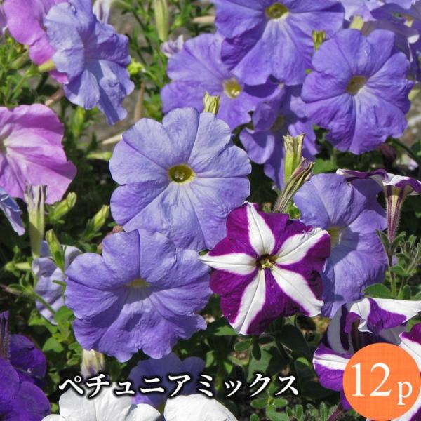 ペチュニア 花苗 12ポットミックス セット