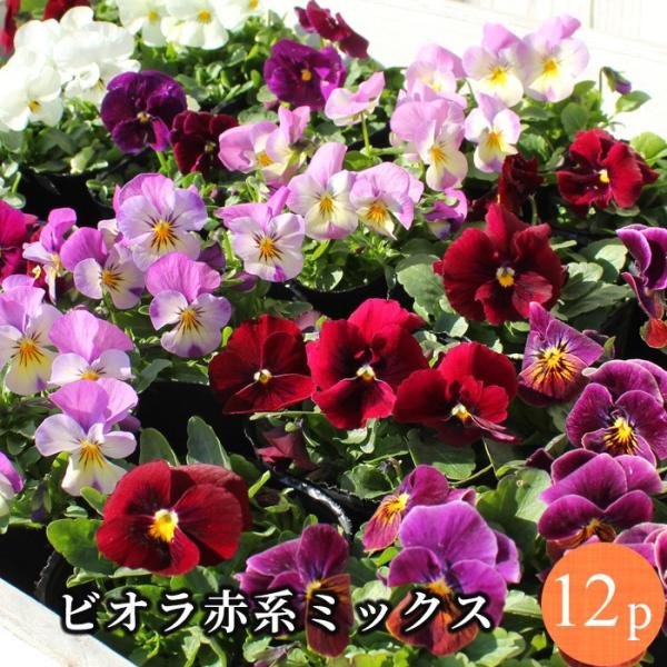 ビオラ 赤系6品種アソート 花苗 12ポットセット ヴィオラ 人気ビオラ生産者 エフェクト Effe...