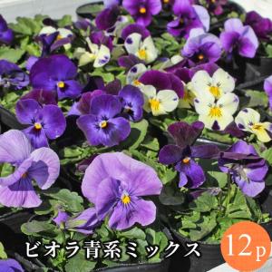 ストック 八重咲き矮性種 花苗 24ポットミックス 人気生産者 品質重視