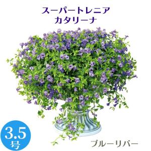 モリモリ! 栄養系 スーパートレニア カタリーナ...の商品画像