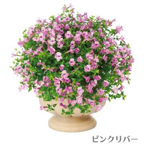 モリモリ! 栄養系 スーパートレニア カタリー...の詳細画像2